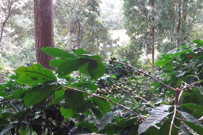 CHIANG MAI: Doi Inthanon-Trekking Pha Dok Seaw-Waterfall-Lunch - The Pha Dok Siew Nature Trail