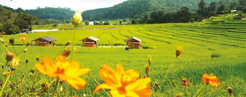 Chiang Mai: Doi Inthanon Trip with Pha Dok Siew Guided Trek - The Pha Dok Siew trail with a Karen guide