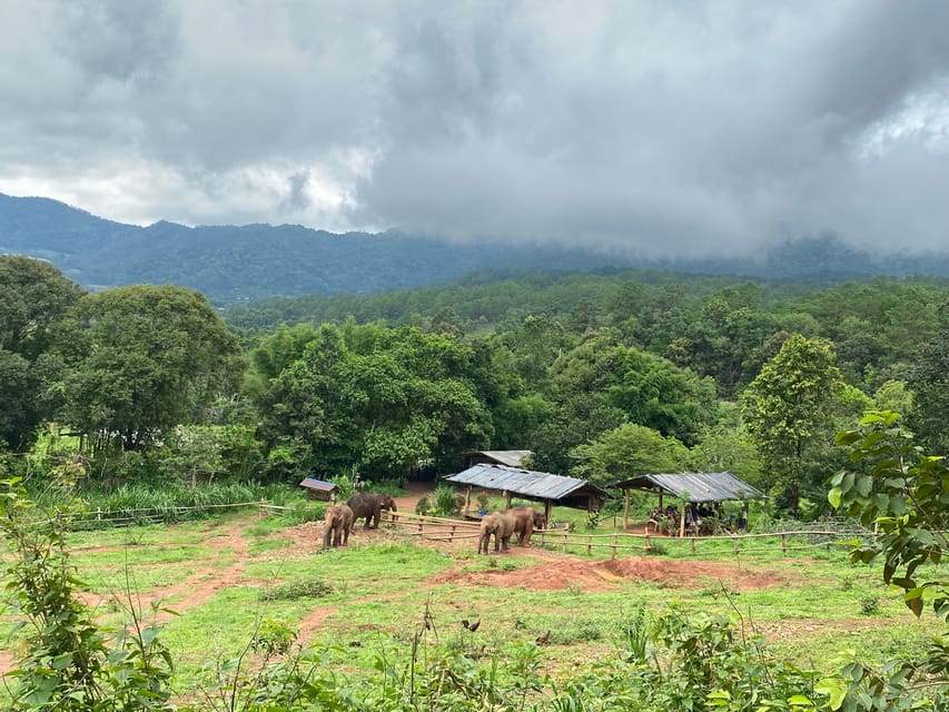 Chiang Mai: Elephant Dream Project Sanctuary - Half-Day - Key points to know before booking