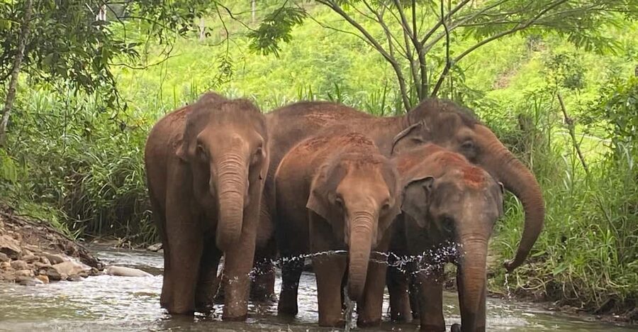 Chiang Mai: Elephant Dream Project Sanctuary - Half-Day - Who will enjoy this half-day trip