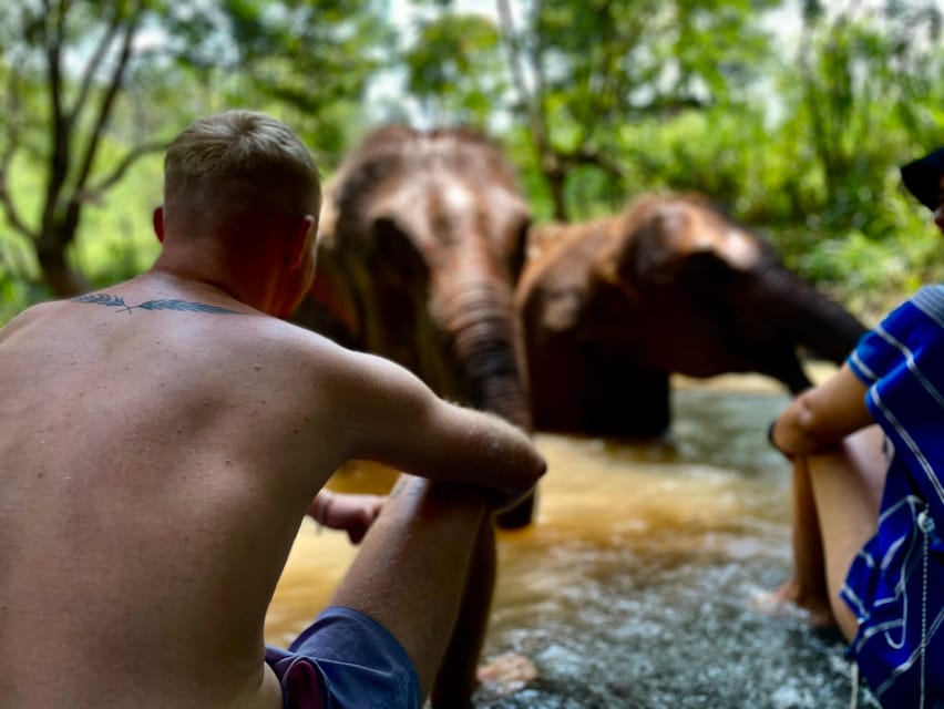 Chiang Mai: Elephant Dream Project Sanctuary - Half-Day - Why the elephant care matters here