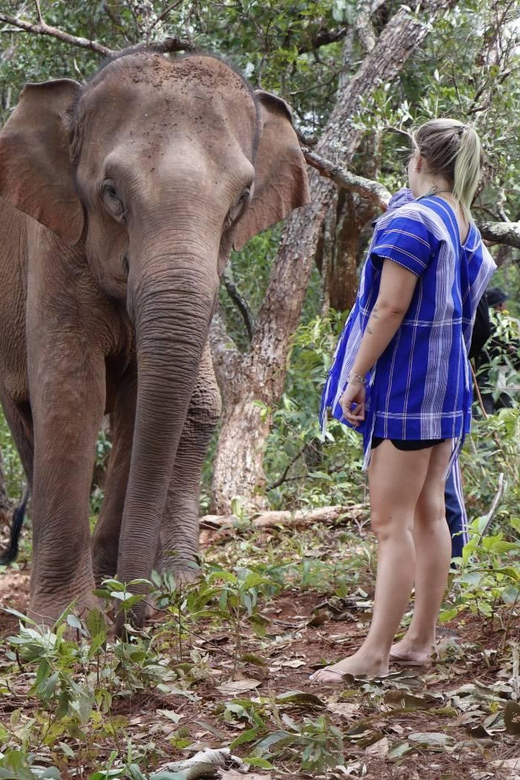 Chiang Mai: Elephant Dream Project Sanctuary - Half-Day - Feeding elephants without turning it into a show