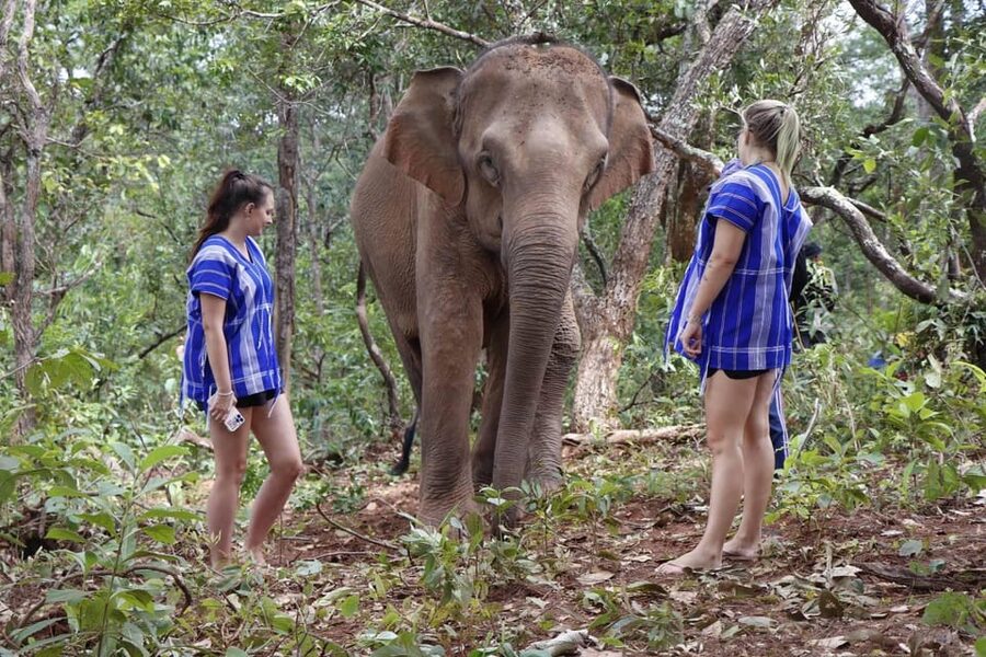 Chiang Mai: Elephant Dream Project Sanctuary - Half-Day - Walking through the forest at elephant pace