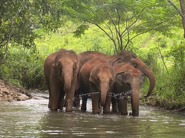 Chiang Mai: Elephant Dream Project Sanctuary - Half-Day - A closer look at local village life