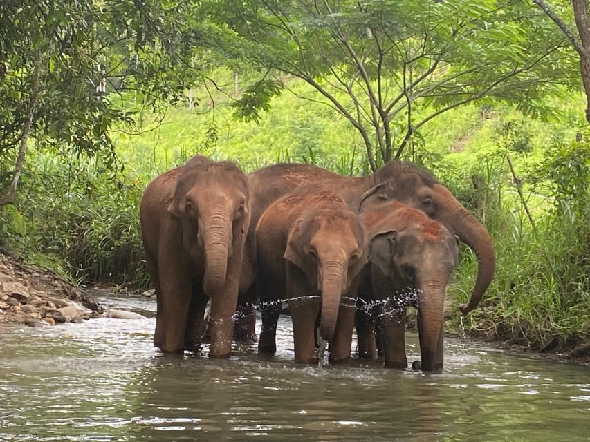Chiang Mai: Elephant Dream Project Sanctuary - Half-Day - Thai lunch and seasonal fruit at noon