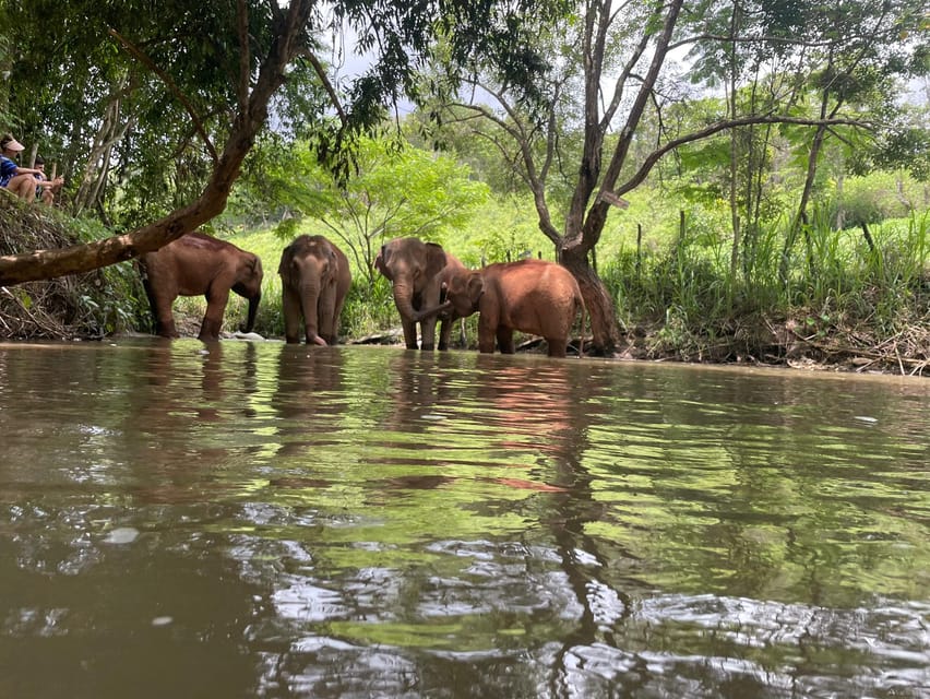 Chiang Mai: Elephant Dream Project Sanctuary - Half-Day - What $51 gets you