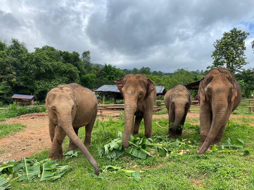 Chiang Mai: Elephant Dream Project Sanctuary - Half-Day - The early drive from Chiang Mai to the jungle