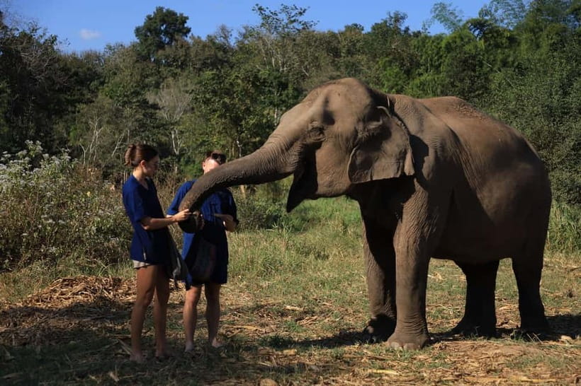 Chiang Mai: Elephant Sanctuary Bamboo Raft & Padthai Cooking - Feeding and walking with rescued elephants