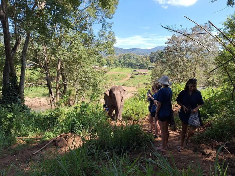 Chiang Mai: Elephant Sanctuary Bamboo Raft & Padthai Cooking - Bamboo rafting on the Wang River