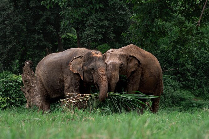 Chiang Mai Elephant Sanctuary, Bamboo Rafting and Waterfall Tour - Bua Tong Waterfall and the climbable rock