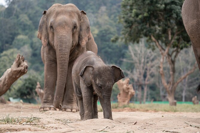 Chiang Mai Elephant Sanctuary, Bamboo Rafting and Waterfall Tour - Bamboo rafting through the trees
