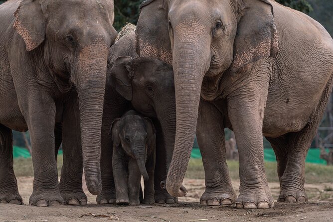 Chiang Mai Elephant Sanctuary, Bamboo Rafting and Waterfall Tour - How the day is paced