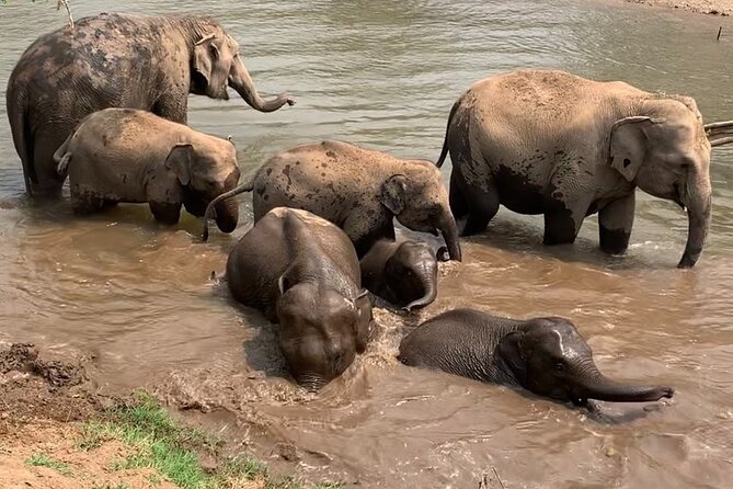 Chiang Mai Elephant Sanctuary, Bamboo Rafting and Waterfall Tour - What the $58.70 price really covers