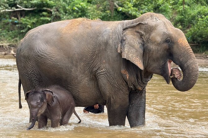 Chiang Mai Elephant Sanctuary, Bamboo Rafting and Waterfall Tour - Small details that improve the day