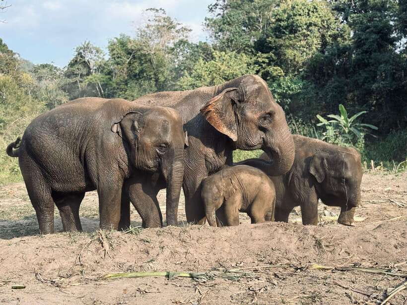 Chiang Mai: Elephant Sanctuary Feeding Program Half-Day Tour - The long road south from Chiang Mai