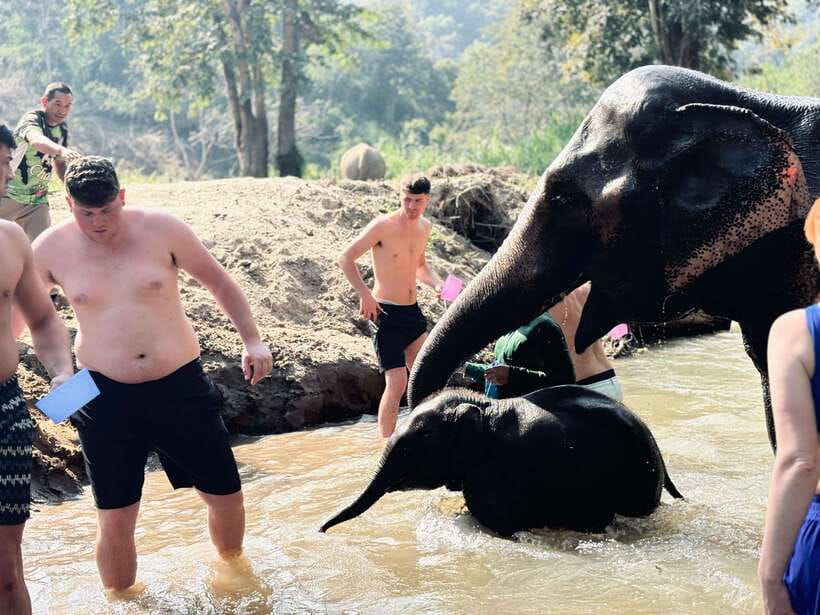 Chiang Mai: Elephant Sanctuary Feeding Program Half-Day Tour - The river session, if the elephants want it