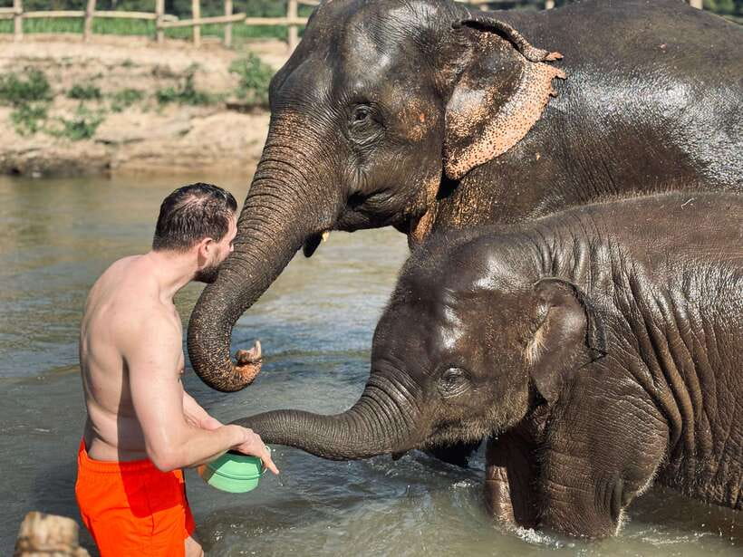 Chiang Mai: Elephant Sanctuary Feeding Program Half-Day Tour - Who should choose this half-day visit?