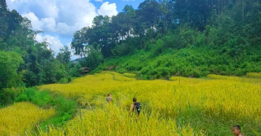 Chiang Mai: Elephant Sanctuary & Jungle Trek w/ Waterfall - A short jungle walk to Mae Wang Waterfall