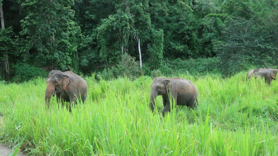 Chiang Mai: Elephant Sanctuary & Jungle Trek w/ Waterfall - Should you book the Chiang Mai elephant and jungle tour?