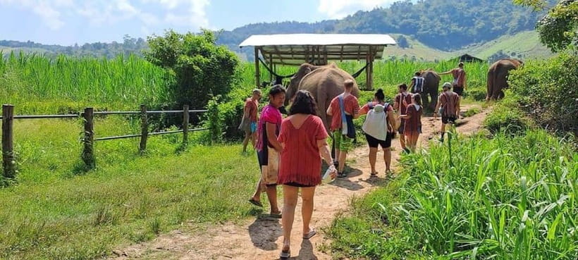 Chiang Mai: Elephant Sanctuary Local Hill Tribe Caretakers - Key points to know before booking