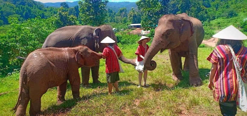 Chiang Mai: Elephant Sanctuary Local Hill Tribe Caretakers - Feeding, mud, and river bathing
