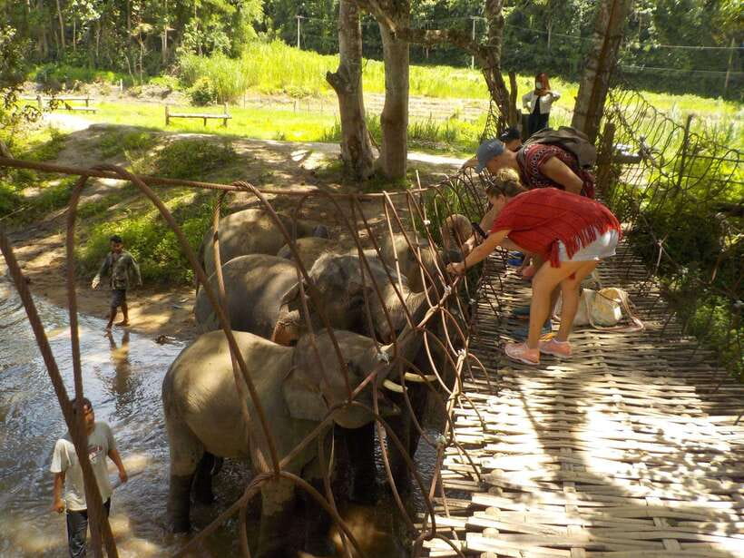 Chiang Mai: Elephant Sanctuary Local Hill Tribe Caretakers - Supporting Karen and Hmong communities