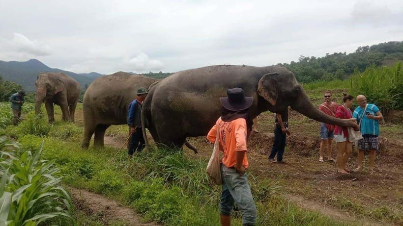 Chiang Mai: Elephant Sanctuary Local Hill Tribe Caretakers - Meeting the elephants at Johnny Boy Elephant Care