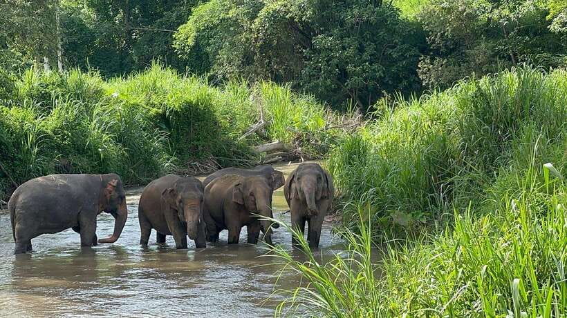 Chiang Mai: Elephant Sanctuary, Monk Trail & Doi Suthep Tour - A full Chiang Mai day with three very different stops