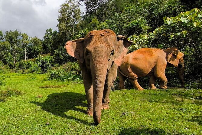 Chiang Mai Elephant Sanctuary Observation and Bamboo Rafting - A gentler kind of elephant encounter near Chiang Mai