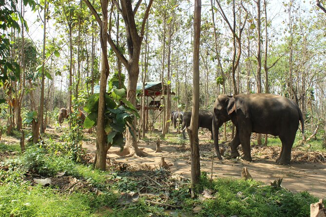 Chiang Mai Elephant Sanctuary Small Group Ethical Tour - Key points to know before you book