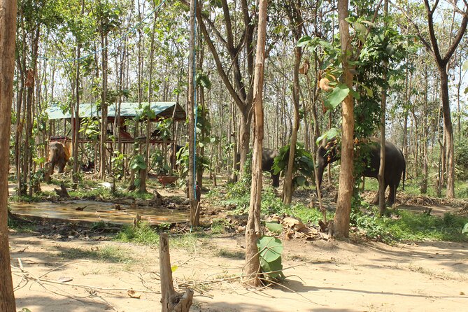 Chiang Mai Elephant Sanctuary Small Group Ethical Tour - The afternoon option from 12:30 pm to 5:30 pm