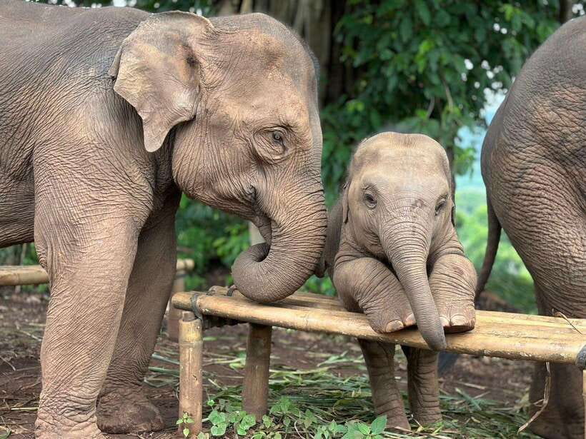 Chiang Mai: Elephant Sanctuary, Waterfall & Bamboo Rafting - Key points at a glance