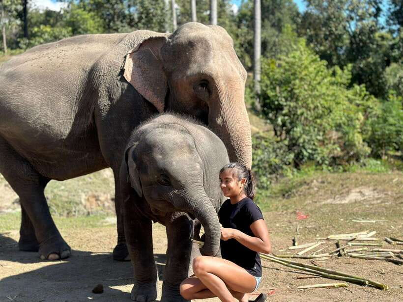 Chiang Mai: Elephant Sanctuary, Waterfall & Bamboo Rafting - Meeting the elephants at Pon Elephant Thailand