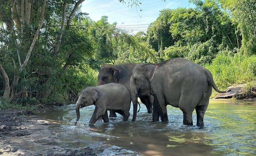 Chiang Mai: Elephant Sanctuary, Waterfall & Bamboo Rafting - Bathing with the elephants in the river