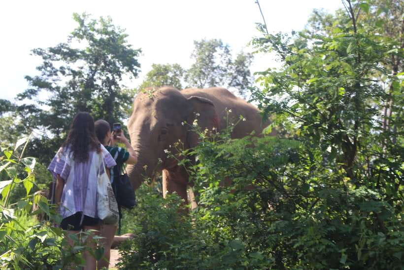 CHIANG MAI ELEPHANT VILLAGE SANCTUARY JUNGLE ADVENTURE - Waterfall, river, and elephant bathing
