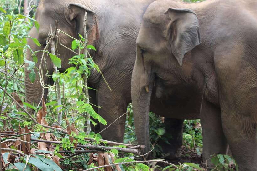 CHIANG MAI ELEPHANT VILLAGE SANCTUARY JUNGLE ADVENTURE - What $48 gets you