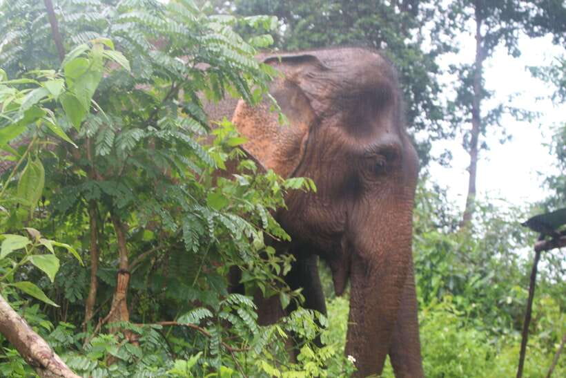 CHIANG MAI ELEPHANT VILLAGE SANCTUARY JUNGLE ADVENTURE - Who should book this jungle day