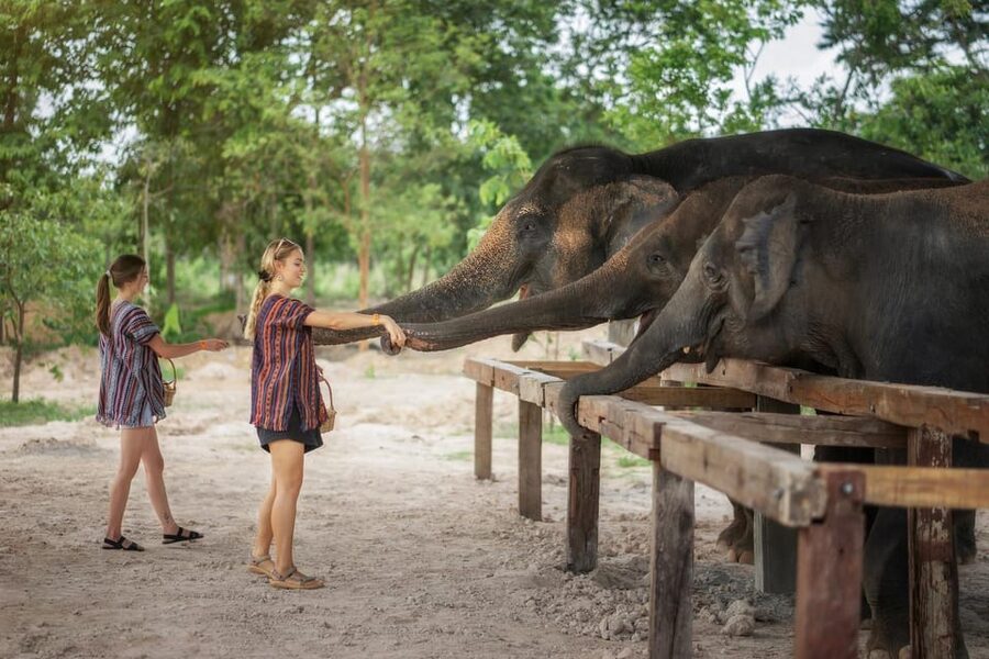 Chiang Mai: Ethical Elephant Encounter Feeding Program - Booking flexibility and timing