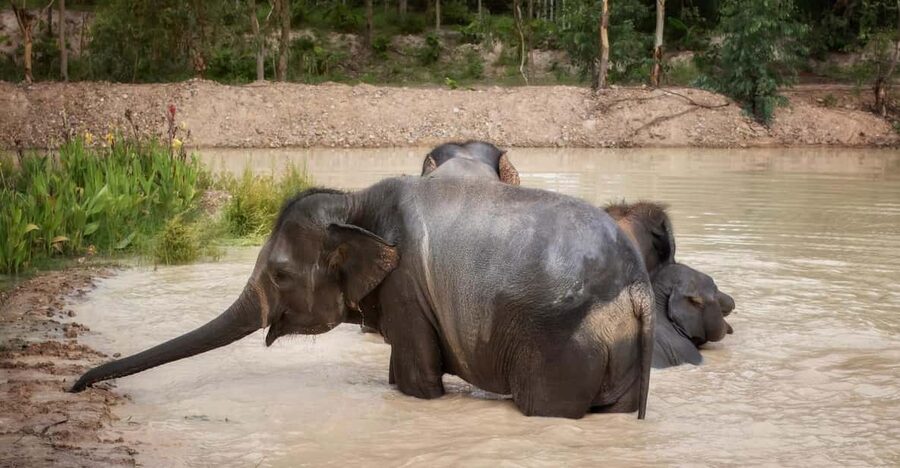 Chiang Mai: Ethical Elephant Encounter Feeding Program - Feeding time, with the elephants setting the pace