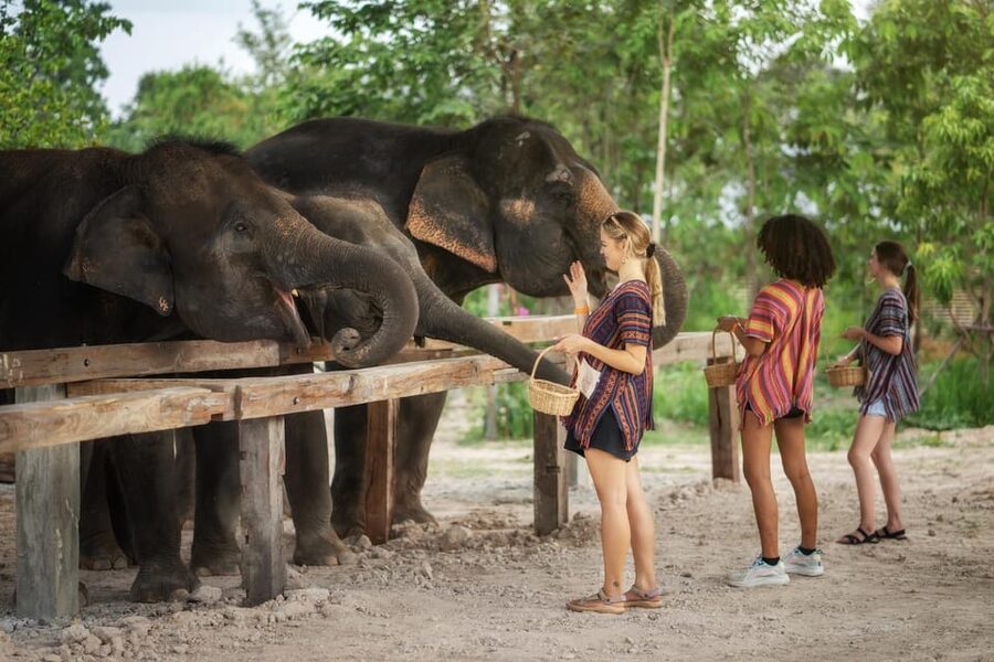 Chiang Mai: Ethical Elephant Encounter Feeding Program - Is $22 good value for Chiang Mai?