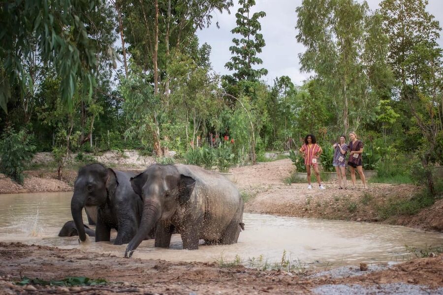 Chiang Mai: Ethical Elephant Encounter Feeding Program - Who will enjoy this program most?
