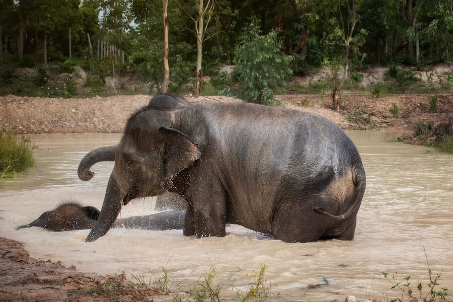 Chiang Mai: Ethical Elephant Encounter Feeding Program - The ethical question: what to look for