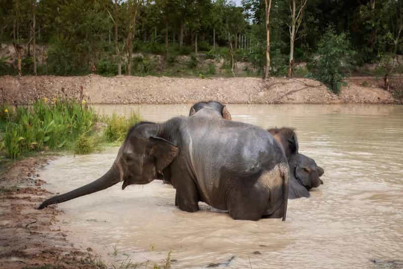 Chiang Mai: Ethical Elephant Encounter Feeding Program - A smaller sanctuary can mean a calmer encounter