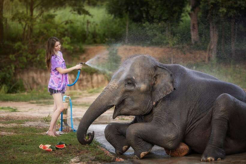 Chiang Mai: Ethical Elephant Feeding & Shower Program - Key points at a glance