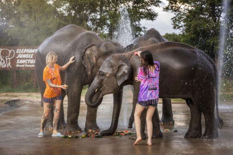 Chiang Mai: Ethical Elephant Feeding & Shower Program - Preparing food and watching elephant behavior