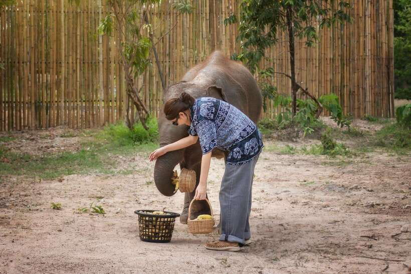 Chiang Mai: Ethical Elephant Feeding & Shower Program - The custom-built outdoor elephant rain shower