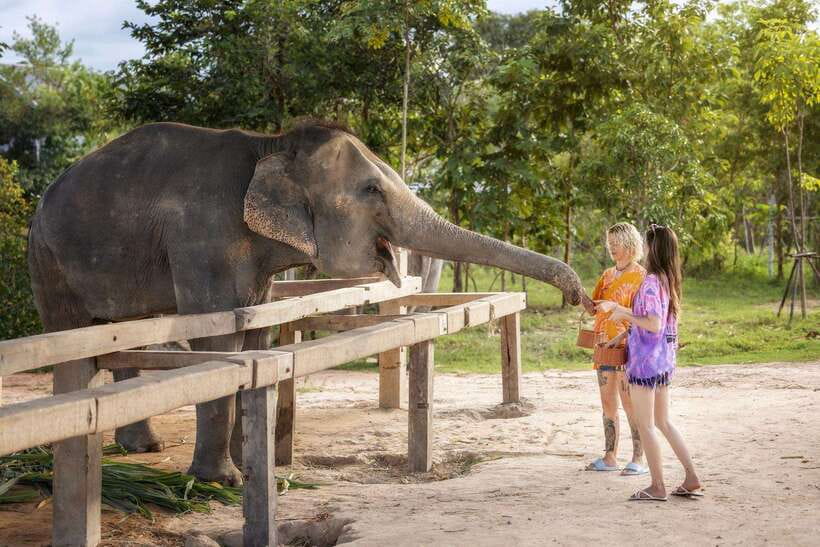 Chiang Mai: Ethical Elephant Feeding & Shower Program - Turning elephant waste into paper