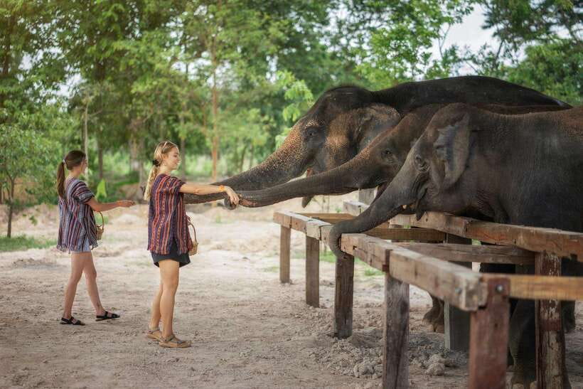 Chiang Mai: Ethical Elephant Feeding & Shower Program - What $30 buys you in Chiang Mai