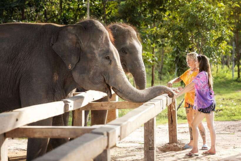 Chiang Mai: Ethical Elephant Feeding & Shower Program - Who will get the most from this short sanctuary visit