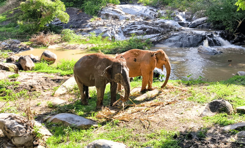 Chiang Mai: Ethical Half Day Elephant Sanctuary & Waterfall - Why the no-touch policy matters